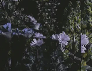 Montell Fish – It's Beautiful