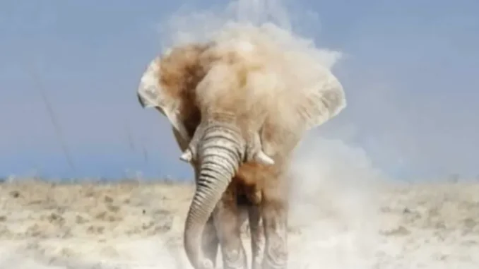 Afrikan Roots – Elephant Steps