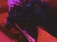 blkswn Smino